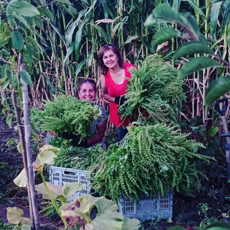 Kalú y su mamá cosechando en la huerta Arte Sur